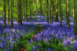 a field of bluebells in a forest